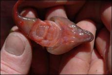 A rockpool discovery - Clingfish © Keith Hiscock